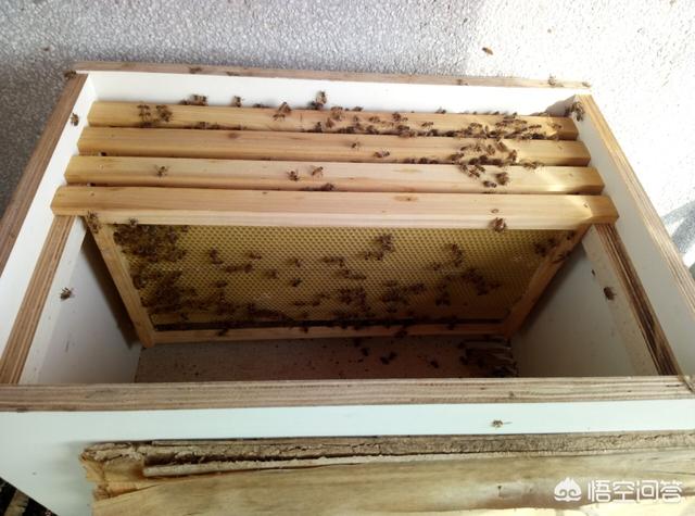 蜜蜂的知识:初次养蜂，购进蜂群后如何开展工作？需要注意哪些问题？