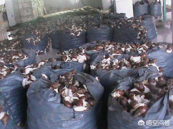 白玉蜗牛养殖条件:白玉蜗牛适合在什么温度下生活？