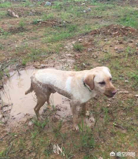 狗语翻译机是真是假:有的狗为什么喜欢在泥浆里打滚？