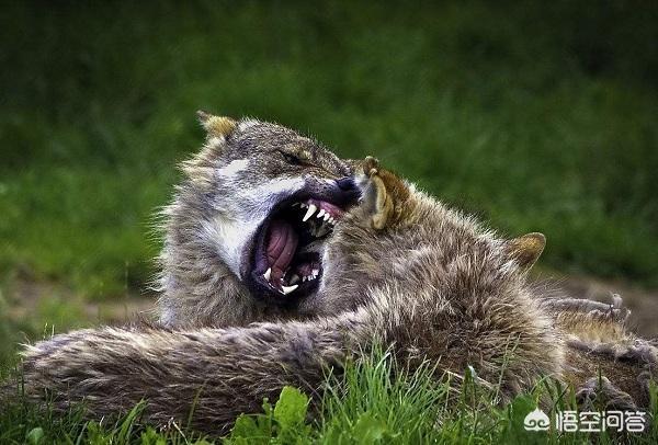 野狗vs鬣狗真实记录:鬣狗和北美灰狼单挑，谁的胜算更大？
