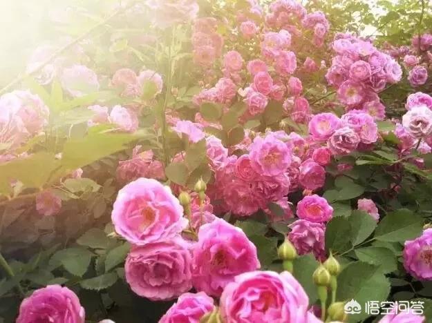 黑龙江黑枸杞种植基地，黑龙江可以大面积种植玫瑰花吗