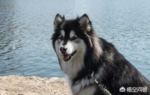 阿拉斯加犬性格脾气:阿拉斯加雪橇犬有什么优点缺点？
