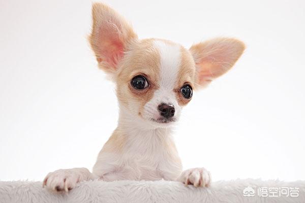 迷你腊肠犬好不好养:想养一只长不大且聪明爱卫生的狗狗，什么品种的好？