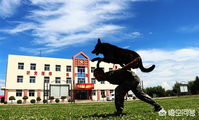 警犬训练:警犬训练计划方案 当兵时，怎么能当上军犬训导员？