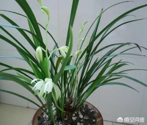 建兰吧:兰花叶片脱水，从芦头处断了是什么原因？ 建兰吧图片大全