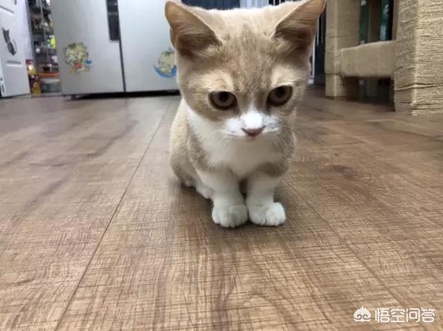 蓝白净梵加菲猫多少钱一只:曼基康猫多少钱一只与如何挑选？ 蓝白加菲猫价格是多少钱一只