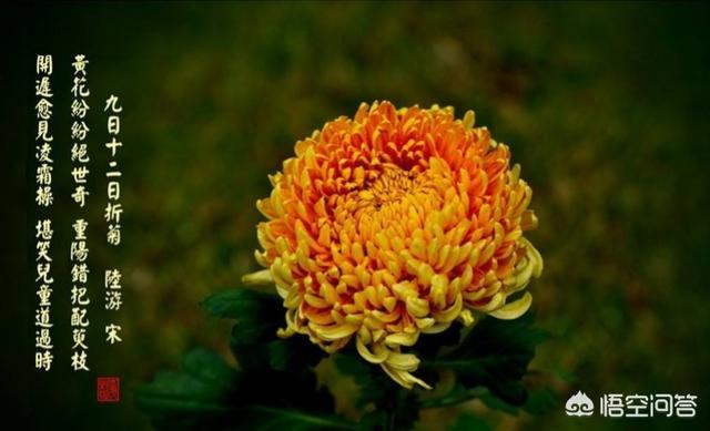 自写一首关于菊花的诗？