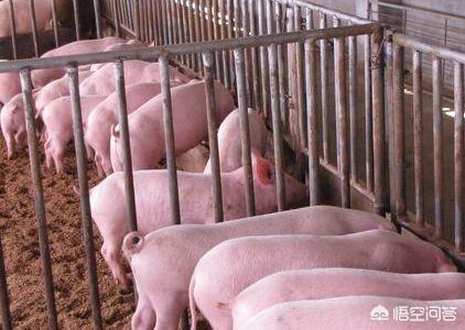 生猪行业规模化有投资价值吗为什么
