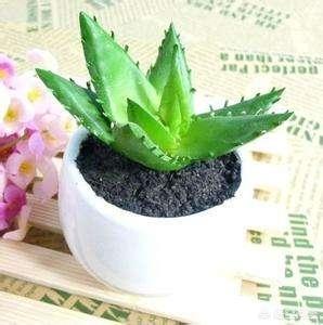 不夜城芦荟爆盆:芦荟新长的侧芽如何取出繁殖？