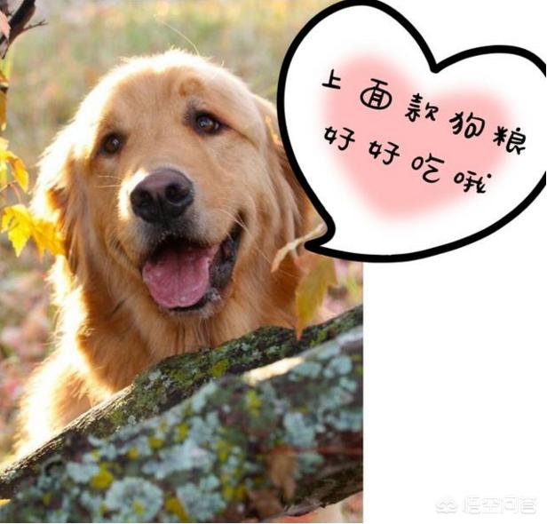 边境牧羊犬性格如何:金毛犬，比熊犬和边境牧羊犬你会选哪个？
