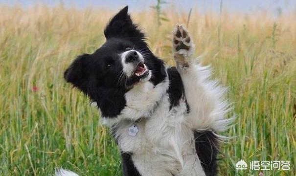 苏俄牧羊犬和边牧:边境牧羊犬和德国牧羊犬相比，哪个更聪明一点？为什么？