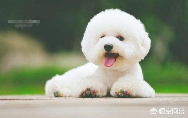 边境牧羊犬性格如何:金毛犬，比熊犬和边境牧羊犬你会选哪个？