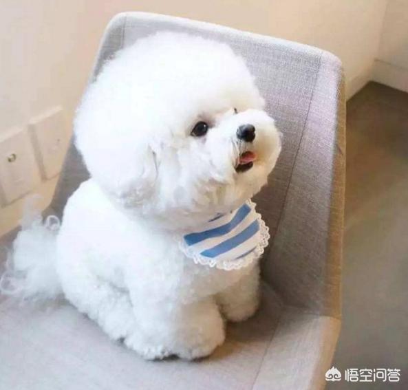 边境牧羊犬性格如何:金毛犬，比熊犬和边境牧羊犬你会选哪个？