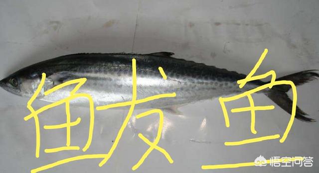 年夜饭的菜有什么推荐的吗？