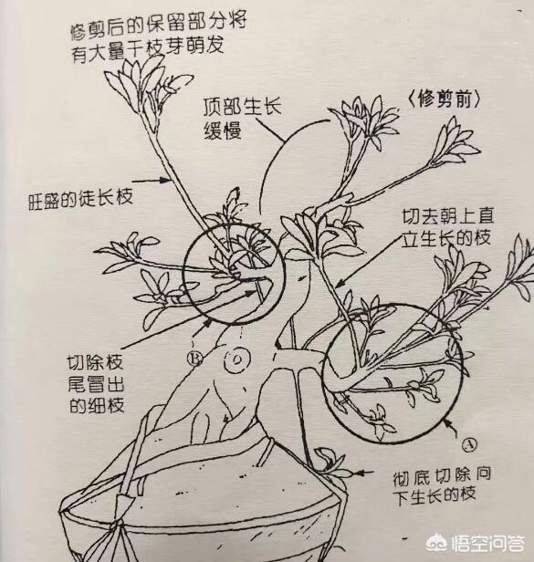 怎样种植枸杞树视频:怎样让枸杞花繁殖的果实多？