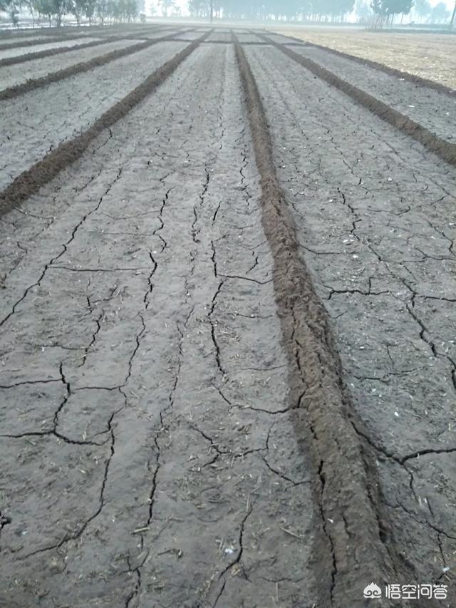 种植大蒜需要注意什么，种植大蒜，种子如何选择？有哪些需要注意的吗？