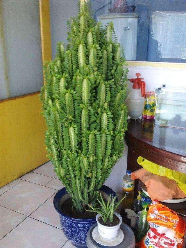 巴西龙骨受冻图片:巴西龙骨开花的图片 龙骨叶子黄了是怎么回事？