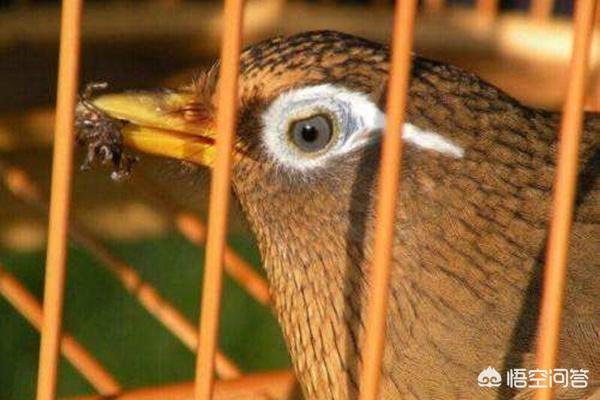 画眉生头养宠物的利弊:为什么有些人说尽量别拿面包虫喂画眉鸟？