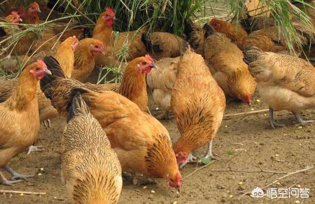 中国网锦鸡养殖场:我想合作养鸡，请问哪里有正规的养殖公司？