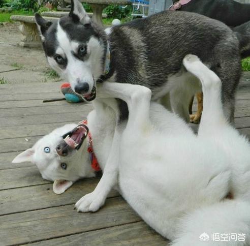 第一只狗 第二只狗:家里新来一只狗狗，两只狗要怎么相处啊？