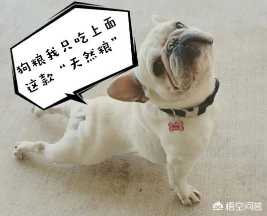 法国斗牛狗粮:有哪些食物法国斗牛犬不能吃？
