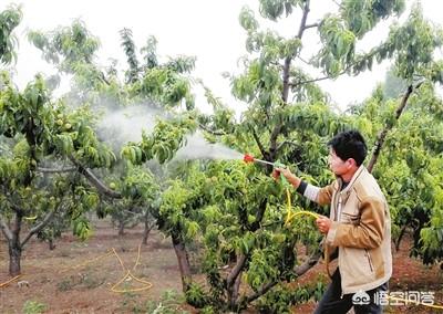 西瓜蚜虫怎么防治:春季是蚜虫大爆发的季节，如何防微杜渐？