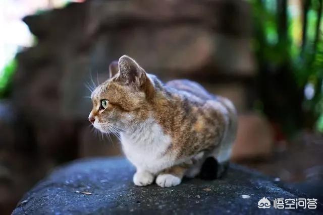 幸运土猫基地:幸运土猫电话 猫与爱的世界的请流浪猫吃年夜饭的活动，现在进行到什么程度了？