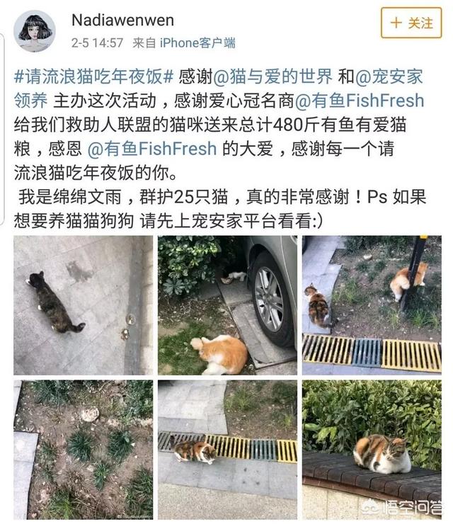 幸运土猫基地:幸运土猫电话 猫与爱的世界的请流浪猫吃年夜饭的活动，现在进行到什么程度了？