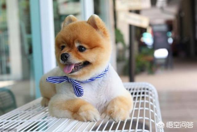 打博美犬视频大全:博美犬犯错之后会有哪些常见的反应？