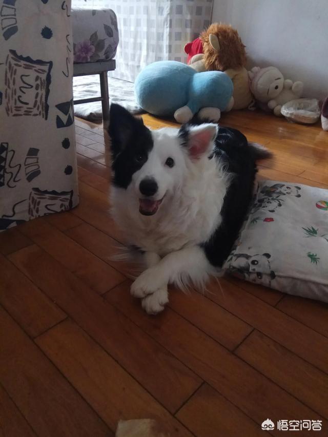 蓝湾牧羊犬打架视频:为什么边牧不爱跟别的狗一起玩呢？