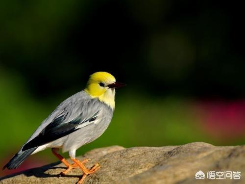 金丝雀群岛:芙蓉鸟能活几年？最佳繁殖期是几岁？