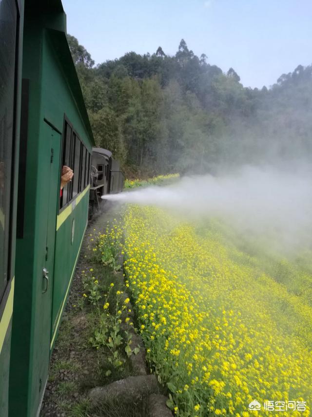 3月份的油菜花又快开了，你喜欢吗(油菜花几月份开花)