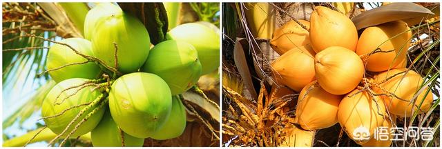 生活中哪些人群应该忌食椰子，椰树椰汁的营养和功效有哪些