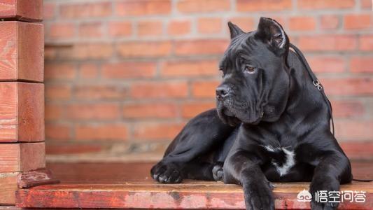 阿拉拜犬与卡斯罗犬打斗视频:什么猛犬可以打败高加索犬？为什么？