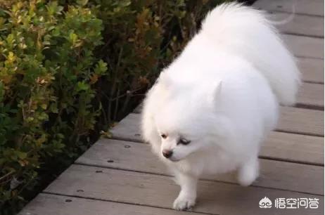 博美犬不能吃什么东西:养博美犬有什么注意事项？ 博美犬不能吃什么东西?