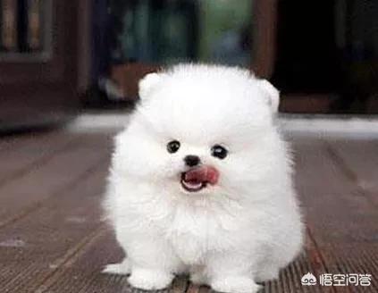 博美犬不能吃什么东西:养博美犬有什么注意事项？ 博美犬不能吃什么东西?