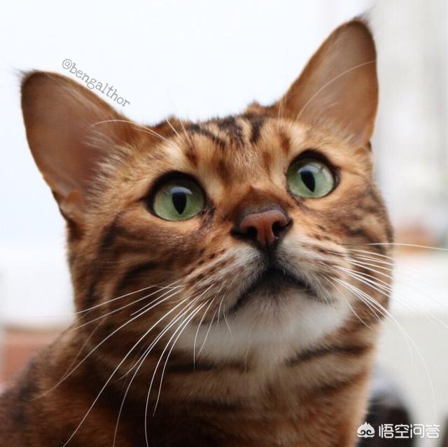 小猫发情怎么办,猫咪发情期需要注意什么？