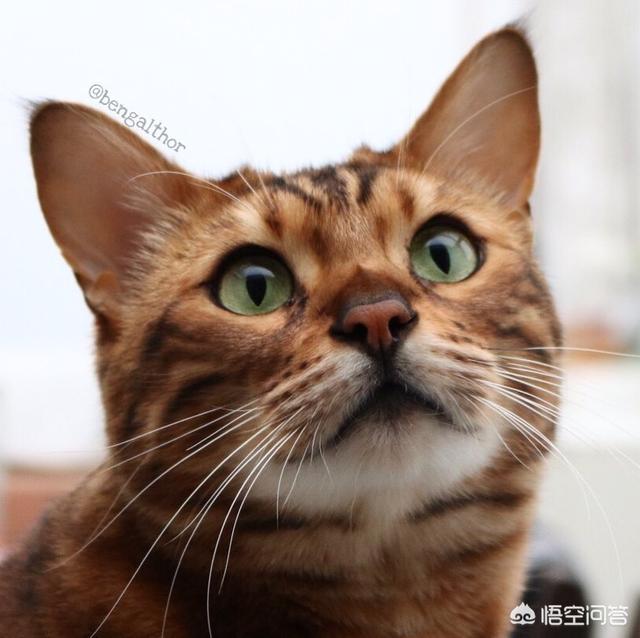 中国宠物网如何看出猫的发情:猫咪发情期需要注意什么？