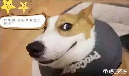 狗狗向前冲陕西卫视:一般蠢狗狗都会有哪些表现？