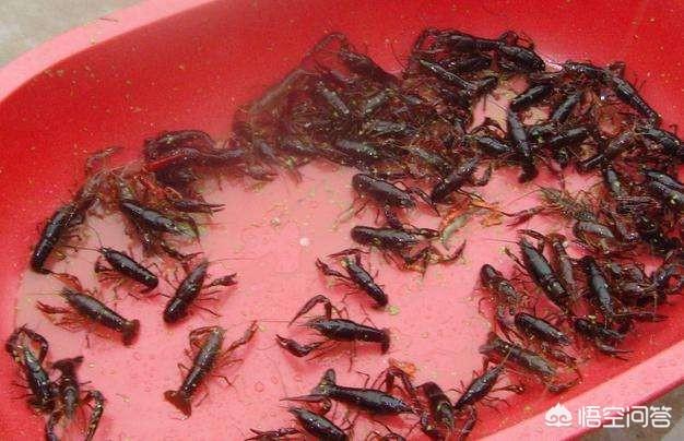 海虾养殖温度:怎样养海鲜，盐度温度分别是多少，怎么才能减少死亡率？