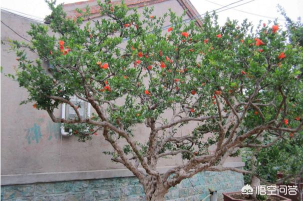 门前种三树家兴旺三代,在自家农村院子大门口种什么树寓意比较好？