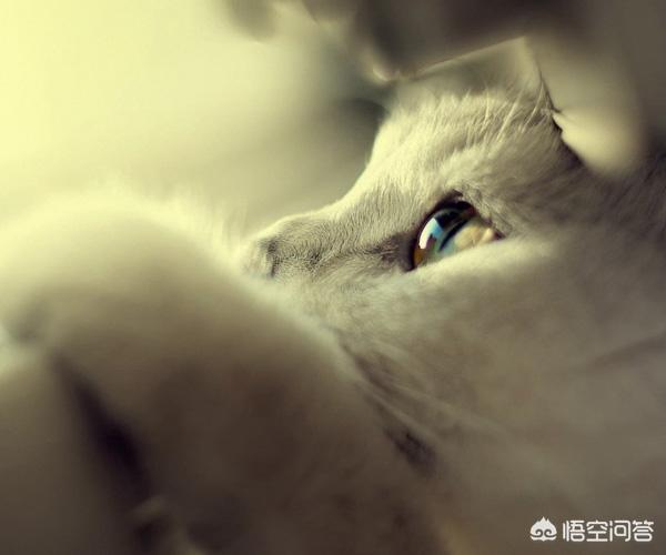 蓝白跟金吉拉配出来的:英短蓝白和美短交配出来的猫会是什么样的？