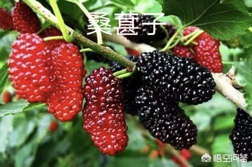金毛狗脊:农民在野外干活受伤流血，用什么植物止血效果最好？