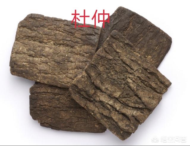 金毛狗脊:农民在野外干活受伤流血，用什么植物止血效果最好？