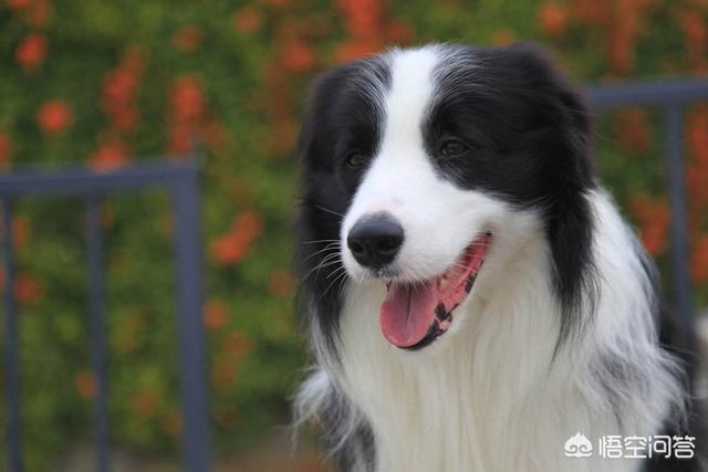 苏格兰牧羊犬吃什么食物较好:牧羊犬骨质疏松吃什么好？