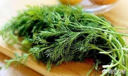 茴香怎样做比较好吃？