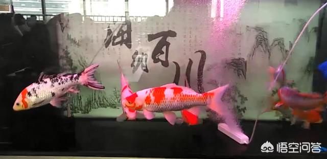 锦鲤鱼图片:锦鲤鱼图片卡通 锦鲤无精打采，趴缸，不知原因？