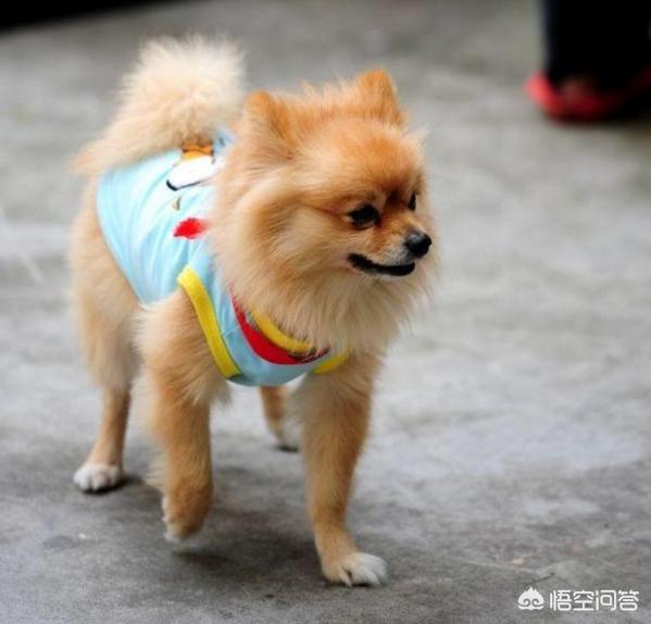 英系博美会不会有味道:怎么判断博美犬是否有虫？ 英系博美是尖嘴吗