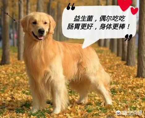 狗为什么不能吃巧克力:狗狗不小心吃了巧克力面包，该怎么办？
