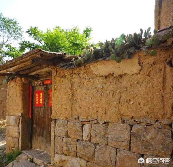 奇怪的仙人掌的灵异事件:农村人喜欢把仙人掌种在墙头，据说能防贼防蛇，真的有效吗？